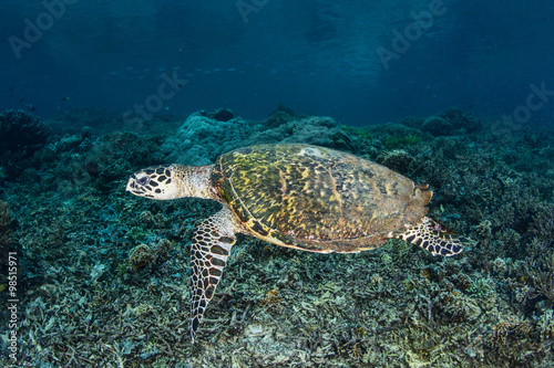 Hawksbill Turtle in Tropical Pacific © ead72
