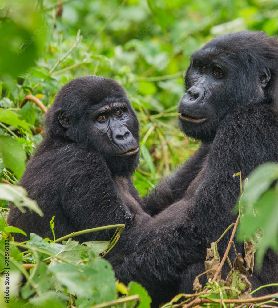 Group of mountain gorillas in the rainforest. Uganda. Bwindi Impenetrable Forest National Park. An excellent illustration