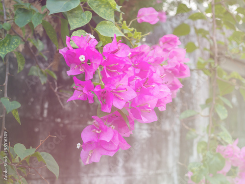 Pink bougainvillea flowers ( Vintage tone color )