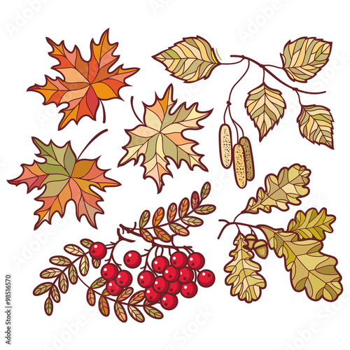 Autumn leaves. Vector drawing on white background. Icons. Autumn background. Birch. Maple. Rowan. Oak. The tablet. Mountain ash. Banner. 