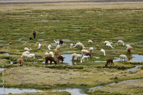 Llamas and alpacas graze in the mountains near Arequipa, Peru.