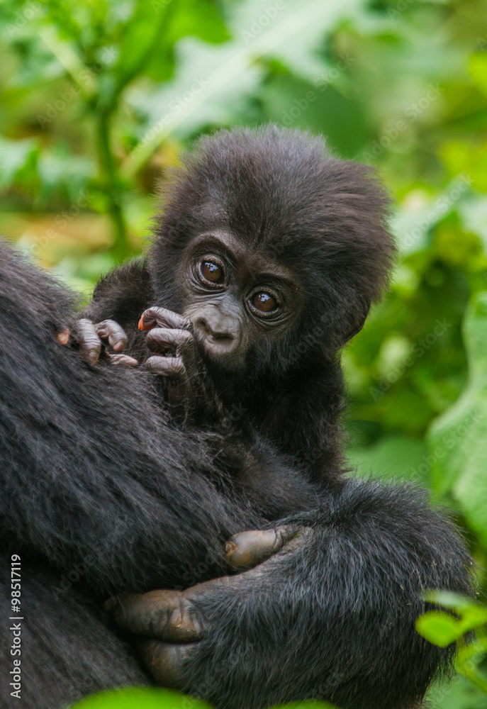 A female mountain gorilla with a baby. Uganda. Bwindi Impenetrable Forest National Park. An excellent illustration. A female mountain gorilla with a baby. Uganda. Bwindi Impenetrable Forest National Park. An excellent illustration.
