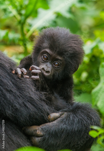 A female mountain gorilla with a baby. Uganda. Bwindi Impenetrable Forest National Park. An excellent illustration. © gudkovandrey