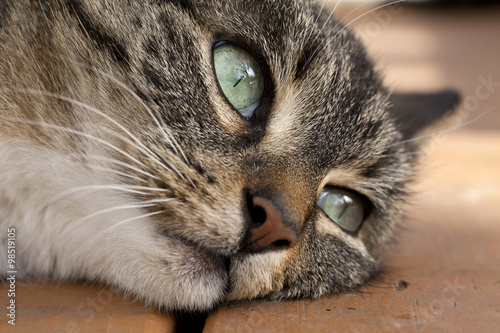 Far Away Eyes