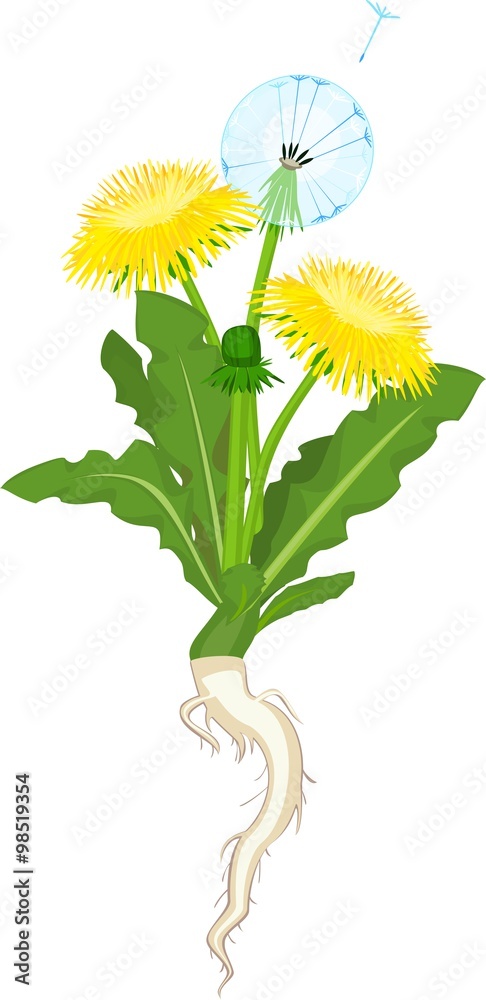 Fototapeta premium Dandelion flowers on white background 
