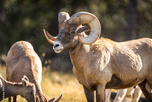 Big Horn Sheep