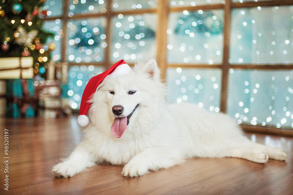 Happy white Samoyed in a santa hat
