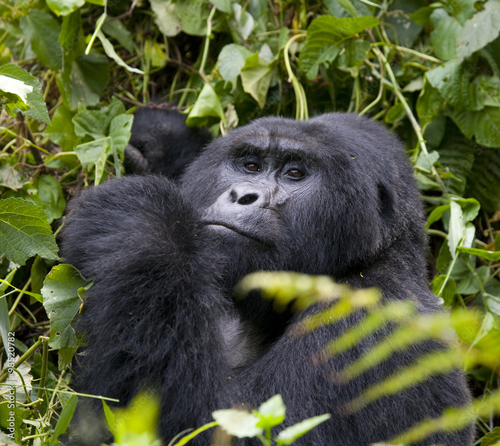 Obraz premium Mountain gorilla eating plants. Uganda. Bwindi Impenetrable Forest National Park. An excellent illustration.