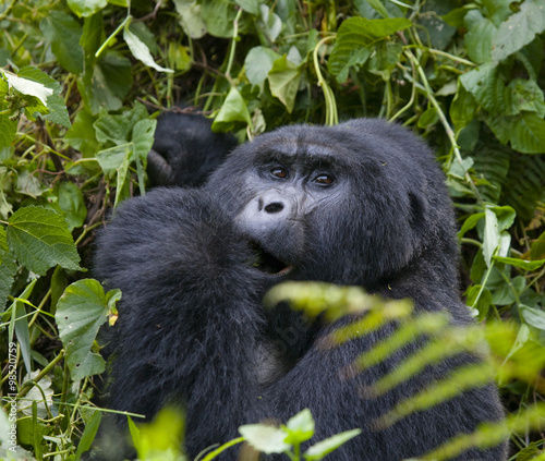 Mountain gorilla eating plants. Uganda. Bwindi Impenetrable Forest National Park. An excellent illustration. © gudkovandrey