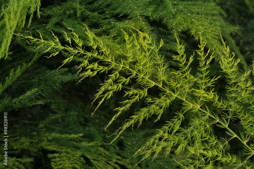 Green fern leaves. Green fern leaves.