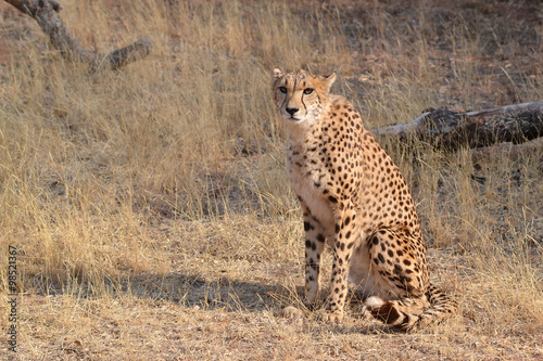 Cheetah in Ann Van Dyk Cheetah Center © paolavanzin
