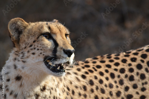 Cheetah in Ann Van Dyk Cheetah Centre