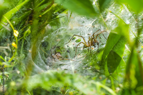 Spider in web