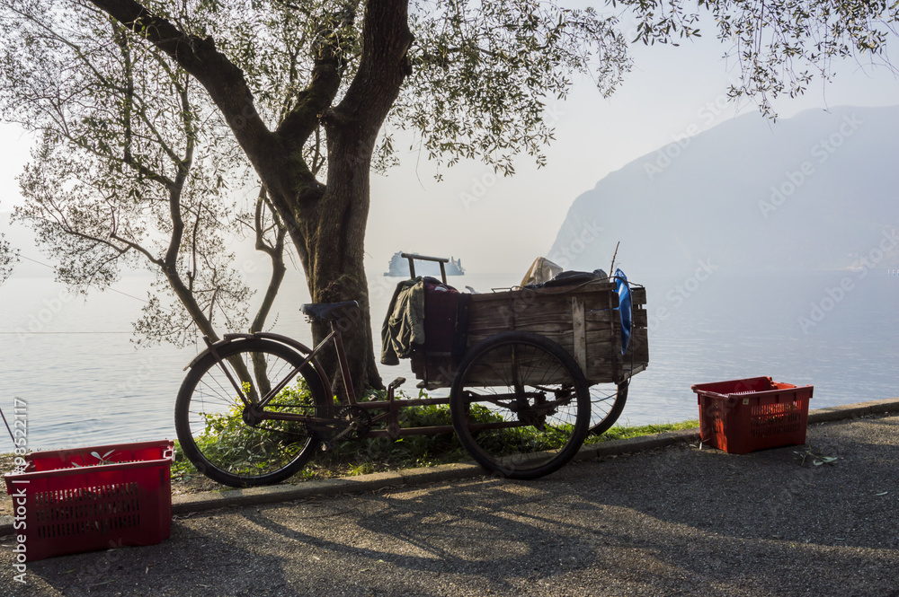 Bicycle cart, italian countryside, olive harvesting season
