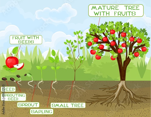 life cycle of apple tree