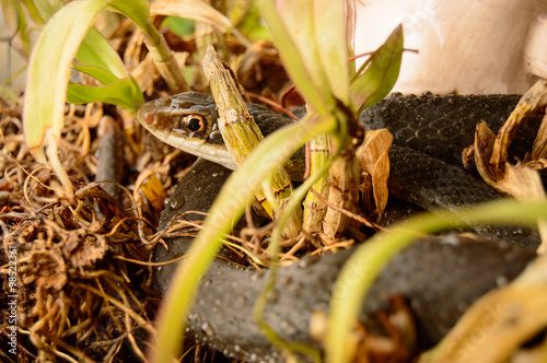 southern black racer photo