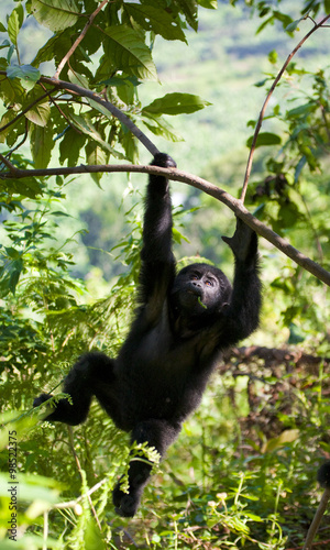 A baby mountain gorilla in a tree. Uganda. Bwindi Impenetrable Forest National Park. An excellent illustration.