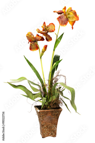 flower in a pot isolated on white