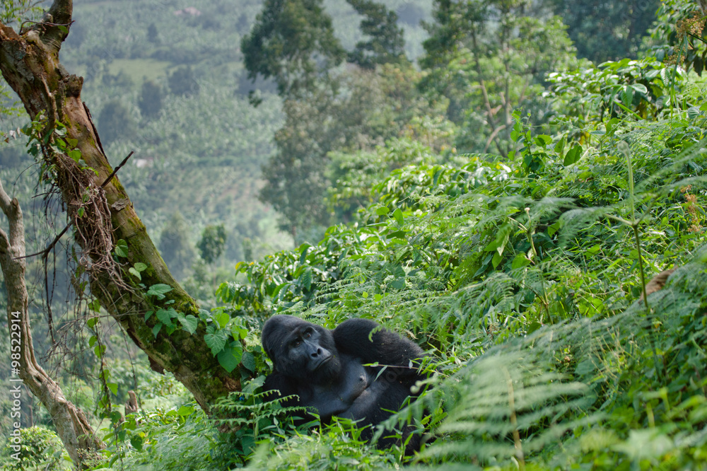 Fototapeta premium Dominujący męski goryl górski w trawie. Uganda. Park Narodowy Bwindi Impenetrable Forest. Doskonała ilustracja.