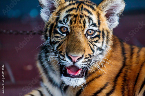 Fototapeta Naklejka Na Ścianę i Meble -  Close up of a baby Bengal tiger in captivity