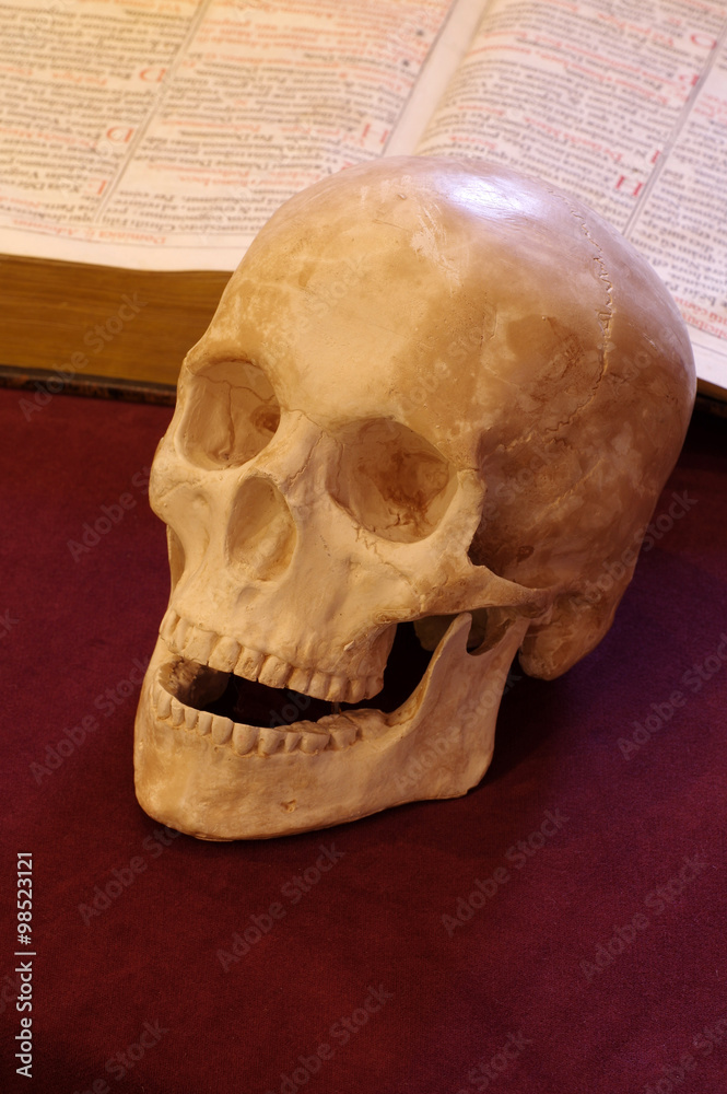 skull book still life
