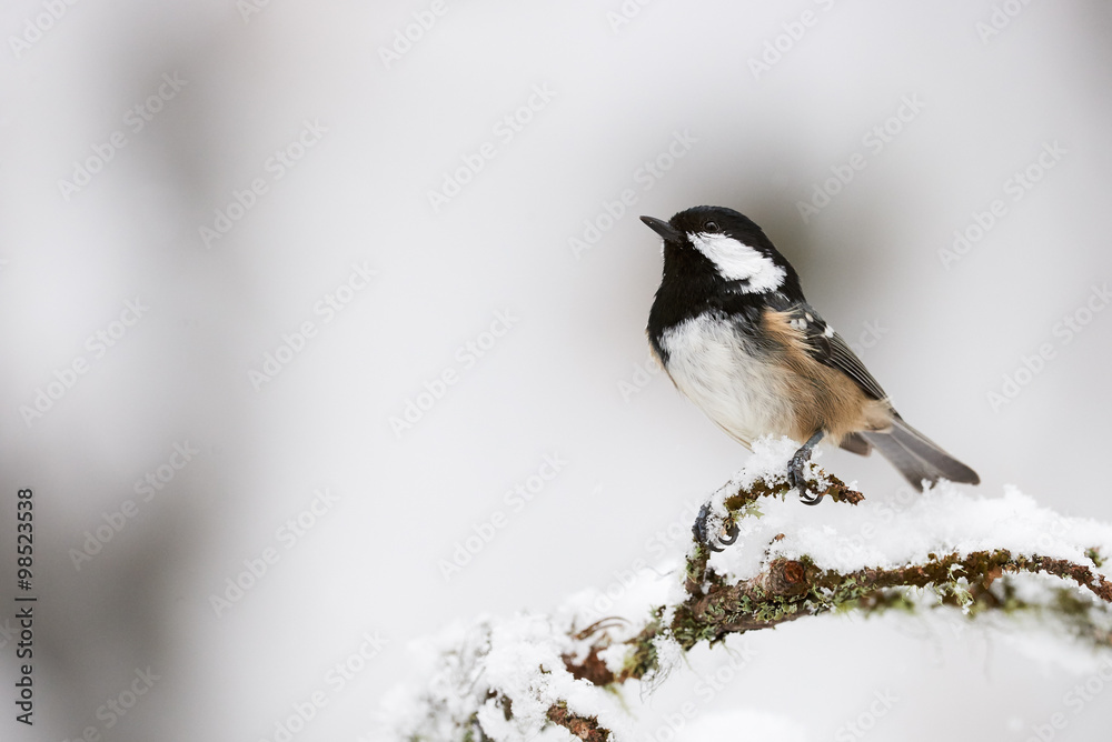 Fototapeta premium Coal tit in winter