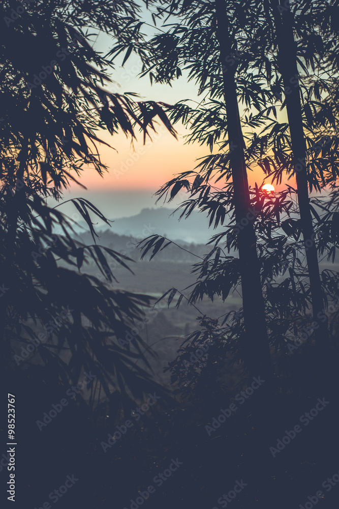 Obraz premium Sun setting through a Bamboo Forest