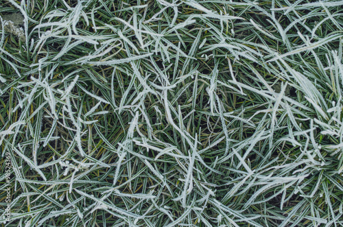 Grass covered with hoarfrost