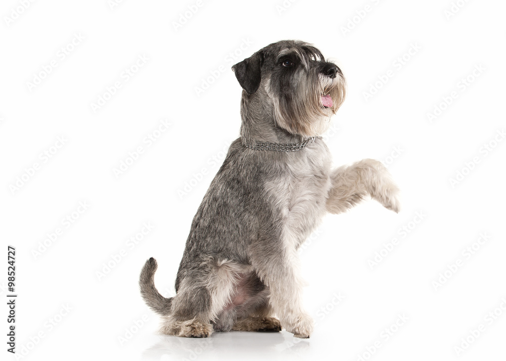 Dog. Miniature schnauzer on white background