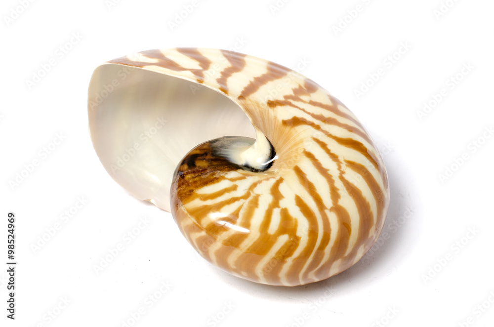 shell isolated on white