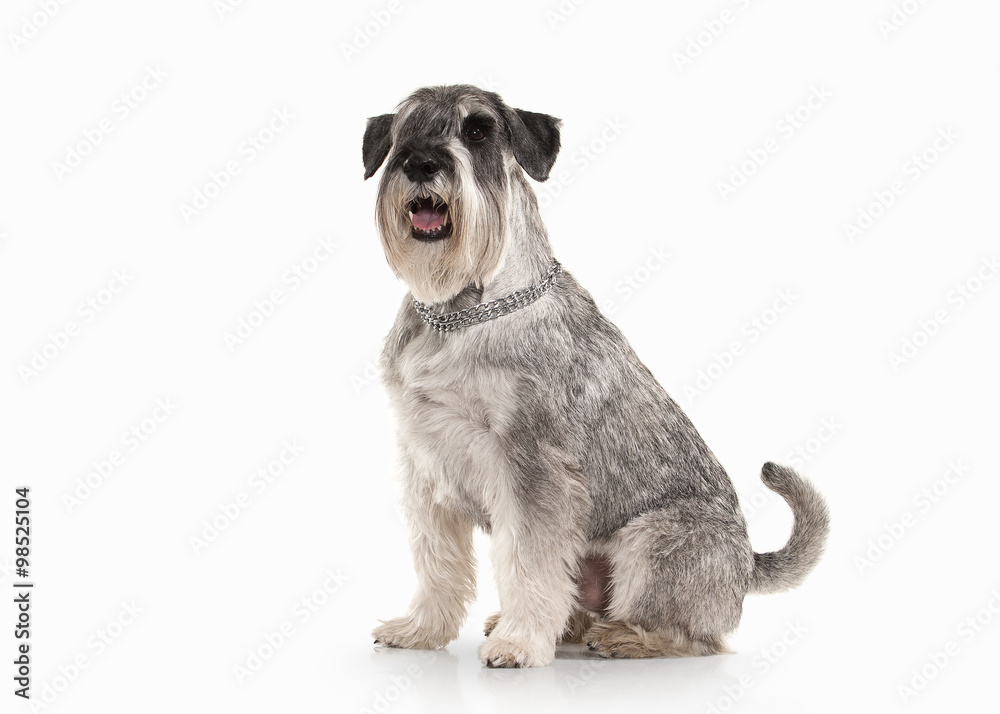 Obraz premium Dog. Miniature schnauzer on white background