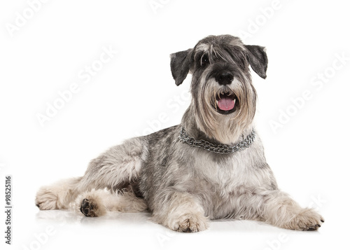Dog. Miniature schnauzer on white background photo