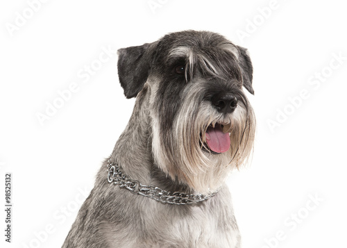 Dog. Miniature schnauzer on white background