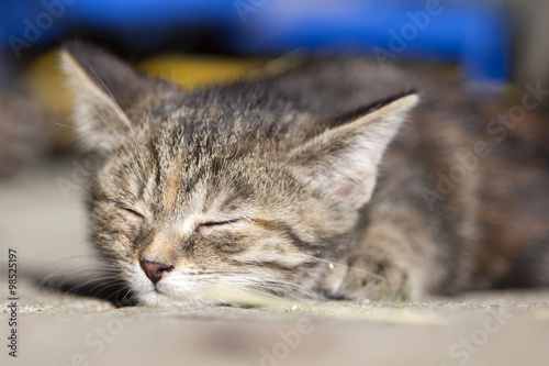 baby Kitten sleep © anjajuli