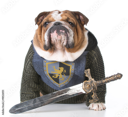 Fotografie guard dog