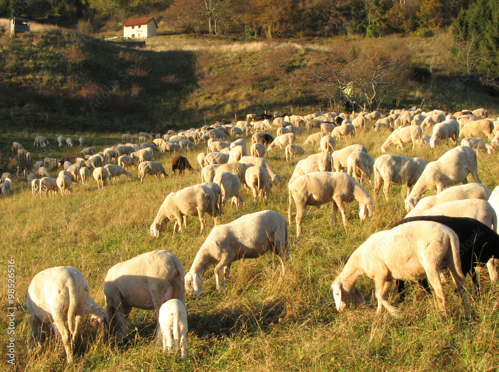 flock with numerous sheep grazing in a meadow