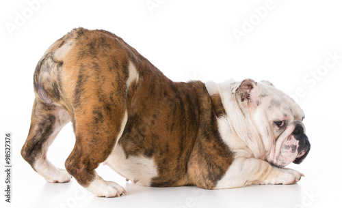 Fototapeta Naklejka Na Ścianę i Meble -  dog with bum up