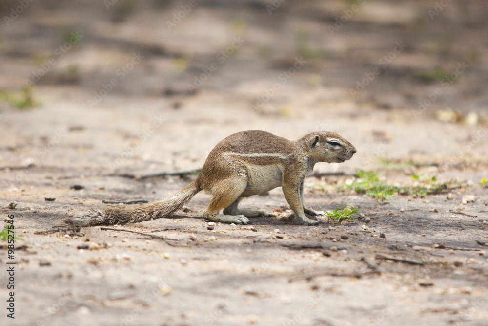 Fototapeta premium Waterberg Namibia Afrika: subtropische Vegetation 