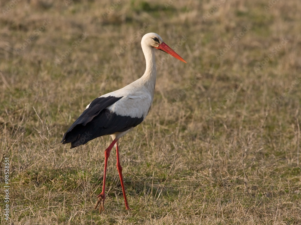 White stork (Ciconia ciconia) on the spring field White stork (Ciconia ciconia) on the spring field
