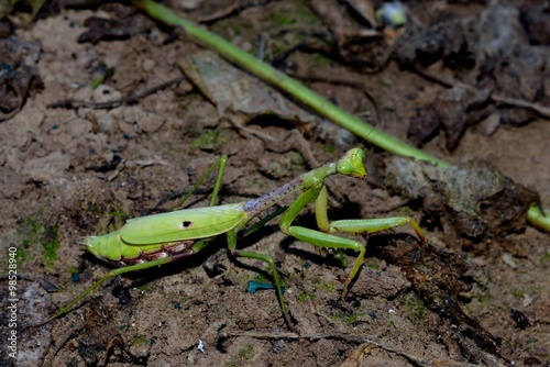 Praying Mantis, insect, bug in natural outdoor setting
