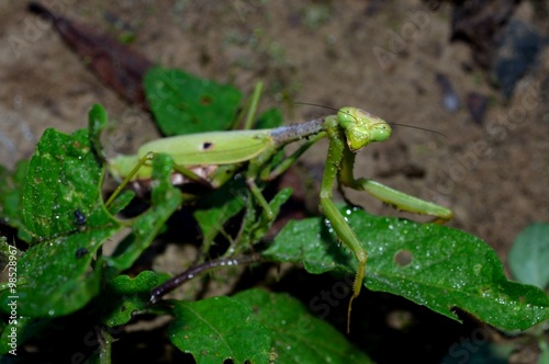Praying Mantis, insect, bug in natural outdoor setting