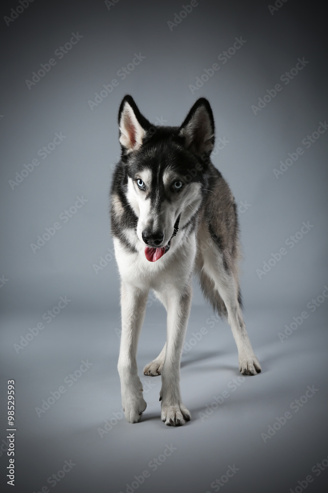 Young Husky on grey background