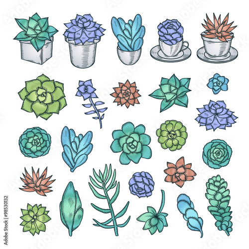 Hand drawn vector set of succulents. Pen graphic vintage illustration