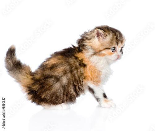 Scottish kitten sitting in profile. isolated on white background
