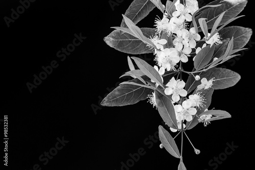 Guavira Flower (Campomanesia pubescens) - Black and White Photog photo