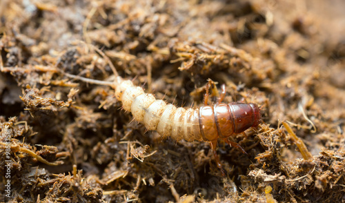 Beetle larva on dung, macro photo