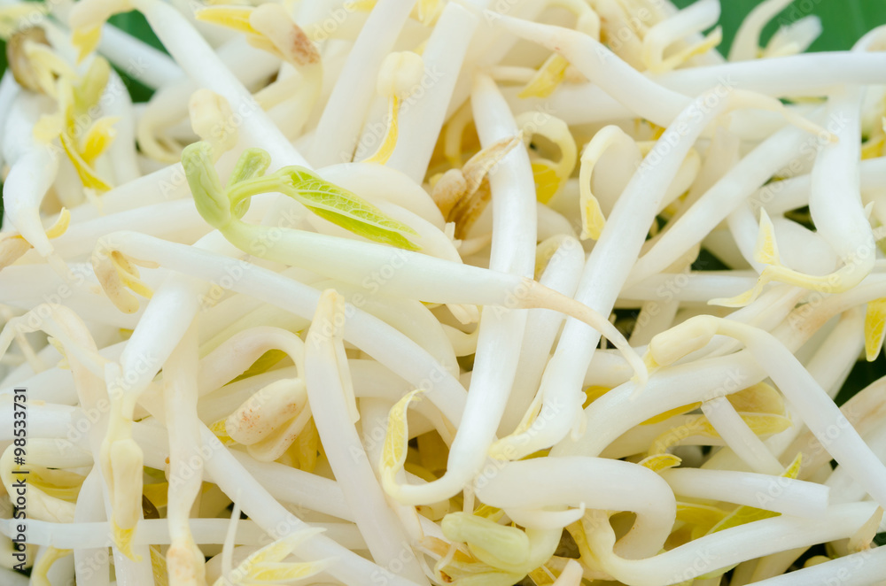 Bean Sprouts Background Bean Sprouts Background