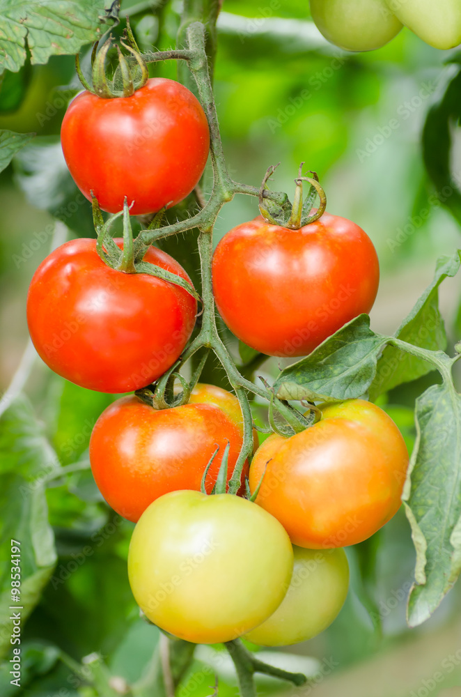 Fresh tomatoes plant growing in the farm