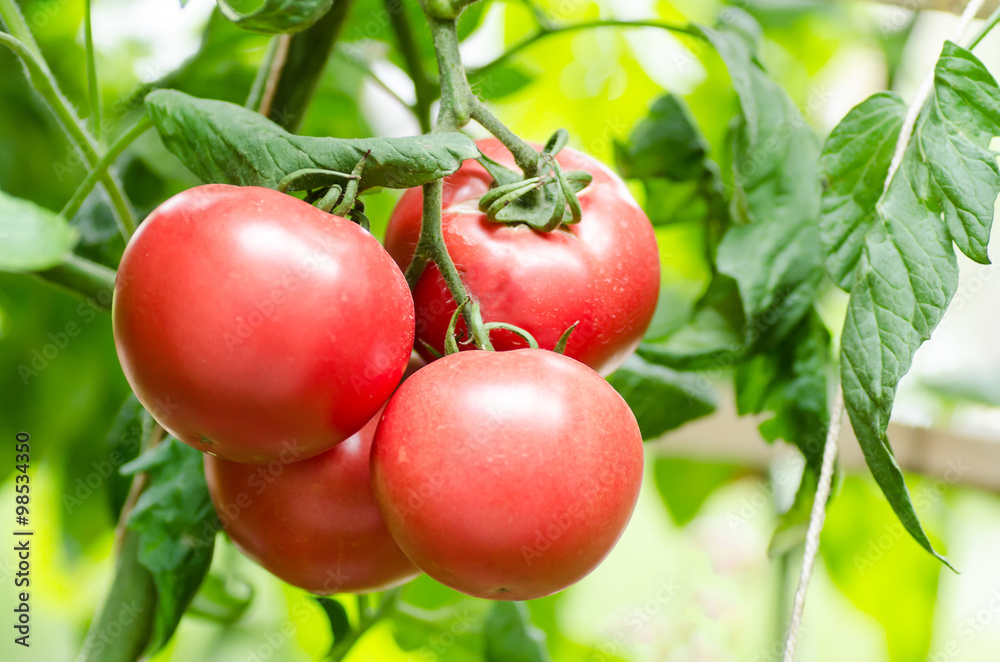 Fresh tomatoes plant growing in the farm Fresh tomatoes plant growing in the farm