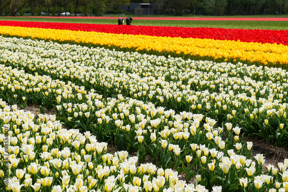 Tulip's cultivation, Netherlands